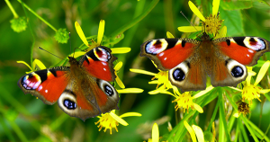 farfalle di Bordano